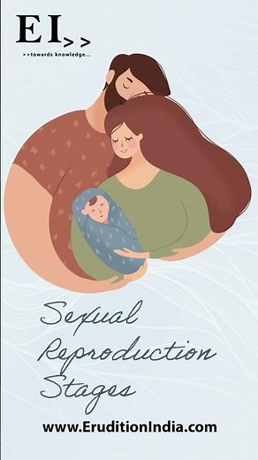 Sexual Reproduction Stages - A Visual Representation Approach