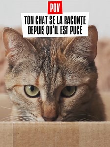 Il a la confiance d'une star. Normal, il est pucé et protégé ! 😎 #TuMaimesTuMePuces #ChatTikTok #Veto #SNI2026 #animauxdecompagnie