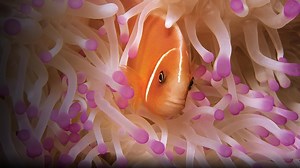 Soul of the Ocean