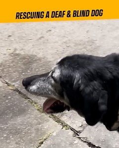 Shining a Light on Deaf and Blind Dog Rescue 💕 | CashNasty