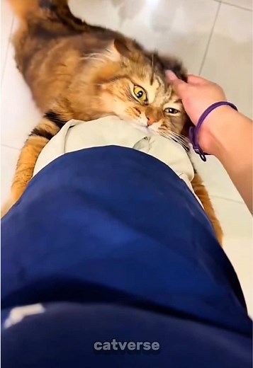 Cat Wants to Be Loved: Cute, Funny Moments with Affectionate Cats
