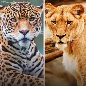 2.9K views · 22 reactions | Ia adalah "leopon". Mereka membayangkan...