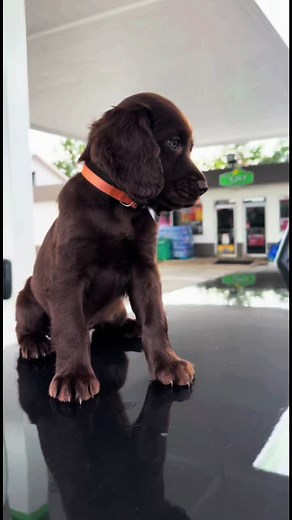 Adorable Boykin Spaniel Puppy Compilation