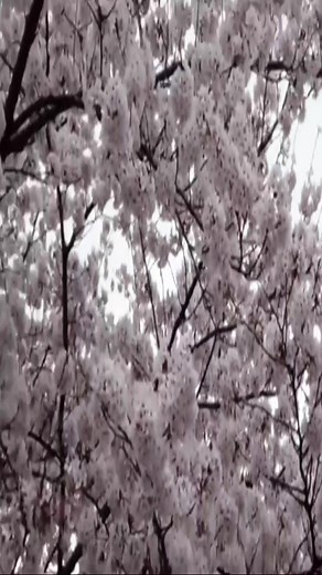 Cherry Blossoms: A Nostalgic Experience
