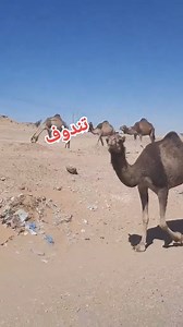 chameau dromadaire djamel Polisario immatriculation Sh sahraoui mercedes souk tindouf Algérie maghreb maroc #souk #siyara #foryou #fyp #pourtoi #autobip #ouedkniss #tonobile #marchedz #souq #facebook #marketplace #dz #algerie #algeria #algerien #alger #tiktokdz #loto #autoalgerie سيارة تلبيس desert sahara #sahara #chameau | Info Algerie DZ