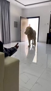 18K views · 532 reactions | bro really have a pet lion living in his house 勞 #viralvideo #tiktok #mrbeast #animals #pets | Lion Life | Facebook