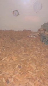 45K views · 632 reactions | BOA CONSTRICTOR STRIKE! #boaconstrictor...
