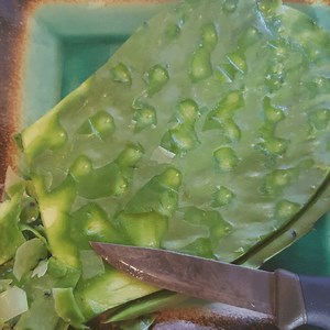 Have you ever eaten prickly pear pads aka nopales? Join us today at or conservation center from 4-6pm for our monthly arid abundance potluck. We will demonstrate harvesting and cleaning techniques for this truly abundant desert food. | Native Seeds/SEARCH