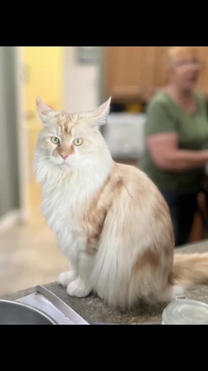 Beautiful Liam #MaineCoons of Sportingfields | Debbie Butt