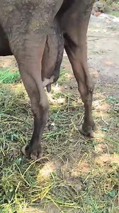 #SOLD_OUT # Milking cow #Milk capacity 20ltr #Present milk 12ltr # 4th month in pregnancy # Location zainapora shopian # 3rd lactation # price 47 k All guarented 📸 | Land of Kashmir