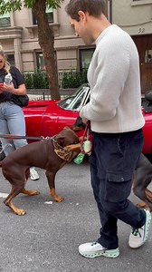 1K views | The Doberman Gang of NYC on Reels | Facebook