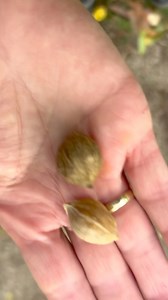 Castanhas raras de uma Carya ovata. As castanhas sao comestiveis, nunca provei. Melhor deixar para os esquilos #castanhas #Caryaovata | Pássaros, insetos, árvores, e flores