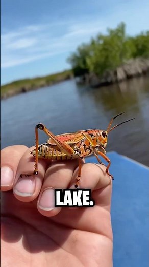 Cockroach Went Swimming! 😱