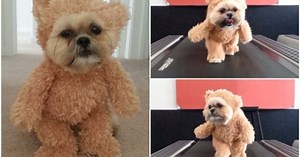 Un-bear-ably cute! Munchkin the Shih-Tzu hits the treadmill in teddy costume【VIDEO】