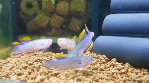 ❤💥Fiesty beauties! Gardneri Killifish available for sale! Pairs available for those of you keen on breeding 😍 | Aquatic Avenue - The Aquarium Specialist