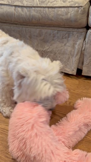 28K views · 2.3K reactions | Piper loves her new Funny Bunny  | The Piper Chronicles | Facebook