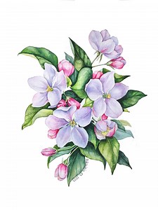 Apple Blossom Original Watercolor Painting, Botanical Floral Wall Art - Etsy Australia