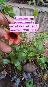 Russian pomegranate 250 pesos only we're located at Seedlings la castellana, Igpanolong hi way, Brgy. Robles, La castellana, Negros Occidental. You may search us at Seedlings La castellana 2 in google Map 09486578352 | Seedlings La castellana | Facebook