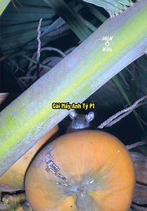 Gài Mấy Anh Tý Trên Cây Dừa Sáp