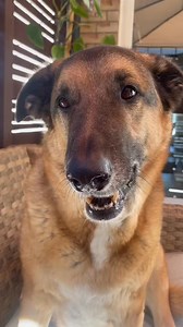 BEANS BEANS #duet #fyp #foryou #greenbeans #fart #vegetables #healthy #summer #dogsoftiktok #dog #gsd #getmanshep | djangosmiles