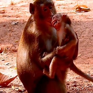 3.9K views · 119 reactions | Small monkey crying hurt by black heart mummy bites | Monkeys Premature | Facebook