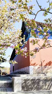 Don't miss the chance to catch sight of the blooming Chinese crabapple flowers at the 604-year-old Temple of Heaven in April. #LaborDay #YouthDay #Travel #EcoFuture #nature #Heritage | China Plus Culture
