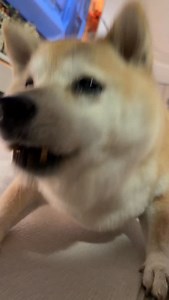 1.1K views · 593 reactions | 2026 新一年波都係中氣十足 身體好健康❤️﫶 #shibazeromika #大頭肥波 #shibazero #shiba #zeromika | Shiba Inu Zero.Mika | Facebook