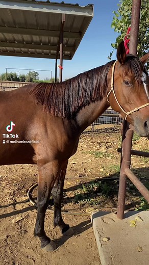 Equiade Inc va muy bien 👍🏼😊👏🏼 #fyp #viral #parati #caballos | Meli Ramirez
