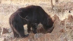 4.6K views · 113 reactions | Adorable footage of a sloth bear enjoying termites in its natural habitat Video Courtesy : Vishnu Singh #bear #slothbear #ranthambore #wildlife | Ranthambhore National Park | Facebook
