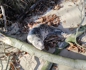 Pusta plaża, wiosna, słońce i... ona! | Gazeta Wyborcza Multimedia