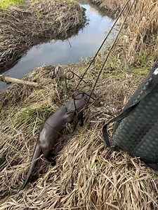 Otter down. #20222023season #otter | Anthony Rubeo Outdoors