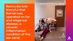 Watch as a woman tearfully reunites with her Great Dane after he underwent major surgery ❤️ | Audacy