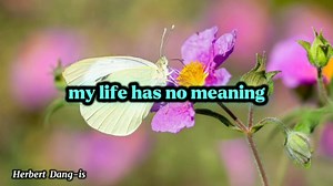 2.4K reactions · 461 shares | Menudo (If You're Not Here) Lyrics #lyrics #lyricsmusic #lyricsvideo #songlyrics #song #menudo #ifyourenothere #viralmusic #trendingmusic #butterflies #butterfly #butterflyphoto #butterflyphotography #flowers #flowersphoto #flowersshop #flowersphotography #nature #naturebeauty #naturephotography #hightlight #fyp #herbertdangis #herbertjunglefighter #herbert | Herbert | Facebook