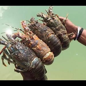 14K views · 206 reactions | Cooking Big Lobsters in Our Village - LOBSTER FRIED RICE - Cooking for Our Hard Working People - Hindi Village Food Factory - Village Food Factory | Hindi Village Food Factory | Facebook