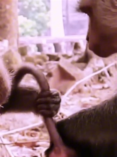 Angkor Monkey Daily on Reels