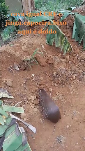 Observing Brown Rodent Behavior in Outdoor Environment