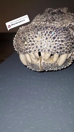 a very large Alligator Skull | Crystal Ninja, LLC