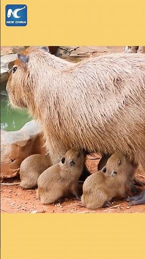 World's largest rodent gives birth to quintuplets in China's Kunming