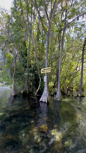 Snakes and alligators must go right #tubers #snakes #alligators #springs #florida #tubing #caution #direction #important#33 | Allgood247