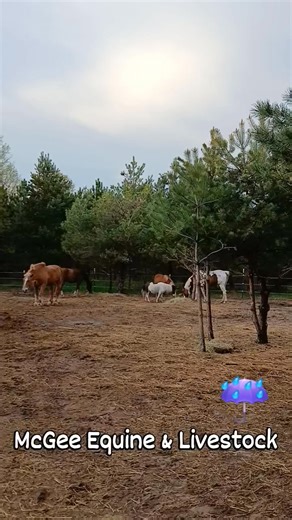 14 reactions | McGee Equine & Livestock Farrier Service, Rescue, and Rehabilitation | McGee Equine & Livestock Farrier Service, Rescue, and Rehabilitation | Facebook