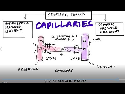 Capillaries (types, Functions and Starling Forces)