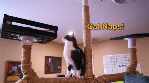 🐾 🐱 Headed out of town? Give your cat a home-away-from-home! Cozy spaces, Gentle care, and plenty of love. Because your kitty deserves the best! 💚 🧡 #boardingcats #dogtownkittycity #welovecatsandkittens #dogtownkittycity | Dog Town & Kitty City