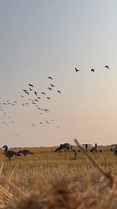 151 reactions | Walkin on the sun ☀️ . . . . . #goosehunting #waterfowlhunting #duckhunting #manitoba #huntfishmb | Michitoba Outfitting Manitoba Outfitter and Guide | Facebook