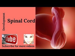 Special embryology - CNS