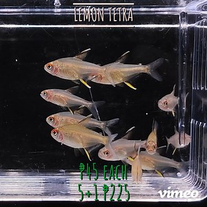 LEMON TETRA | Got Fish | Facebook