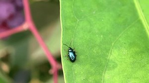 Gros plan macro d'un altise bleu : vidéo de stock (100 % libre de droit) 3906891527 | Shutterstock