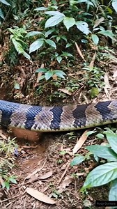 454K views · 4.2K reactions | Giant anaconda snake emerges from bamboo tree  #anaconda #amazon #sucuri #gigante #nature | Rudy Guntara | Facebook