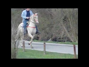 Racking Palomino for sale