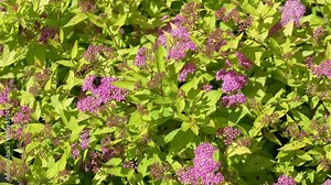 Japanese spirea with pink blossoms – summer bloomer and bumblebees in action