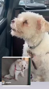 ✔️İLAN PASİF✔️ 🐾HERKESİN AH VAH ETTİĞİ BARINAĞA TERK EDİLEN KÖPÜŞÜ HATIRLARSINIZ. KLİNİĞE ALINDI ORADA KALIYOR ŞU AN. GEÇİCİ/KALICI YUVA ARANIYOR🐾 #İSTANBUL Sahipleri tarafından barınağa terk edilmiş, kalbi paramparça bir evlat , kliniğe alındı. Erkek ,kısır, yaşı ve karakteri hakkında bilgi yok | Patigiller